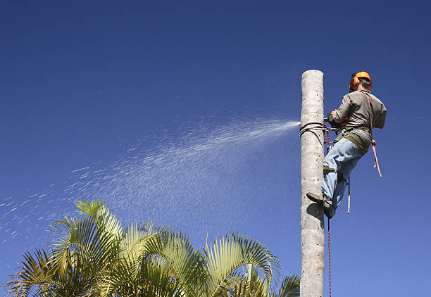 Best Leaf Removal  in Crane, TX