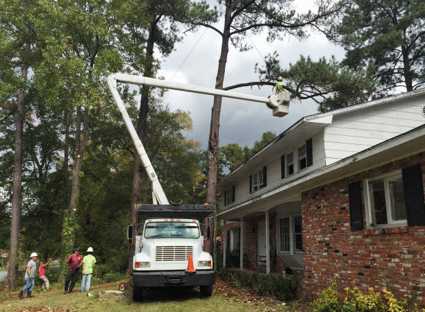 Best Root Management and Removal  in Crane, TX